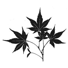 Lavinia Stamps Clear Stamps - Maple Leaf
