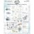 49 And Market 6"x8" Rub-Ons - Vintage Artistry Everywhere (6 Sheets)