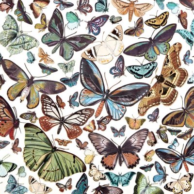 49 And Market Nature Study Laser Cut Outs - Wings