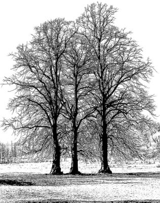 Crafty Individuals Unmounted Rubber Stamps - Tree Trio