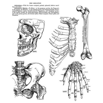 Tim Holtz Stampers Anonymous - Anatomy Chart