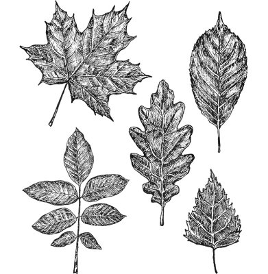 Tim Holtz Stampers Anonymous Cling Stamps - Sketchy Leaves