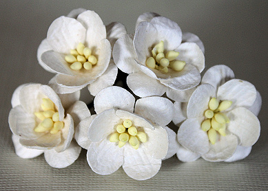 5st Cherry Blossom White 2cm