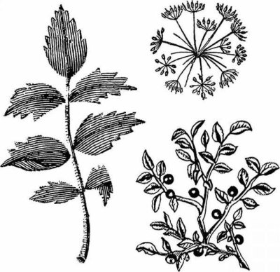 Stamperia Cling Mounted Natural Rubber Stamps - Herbarium